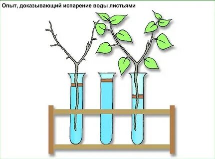 Растения испаряют воду