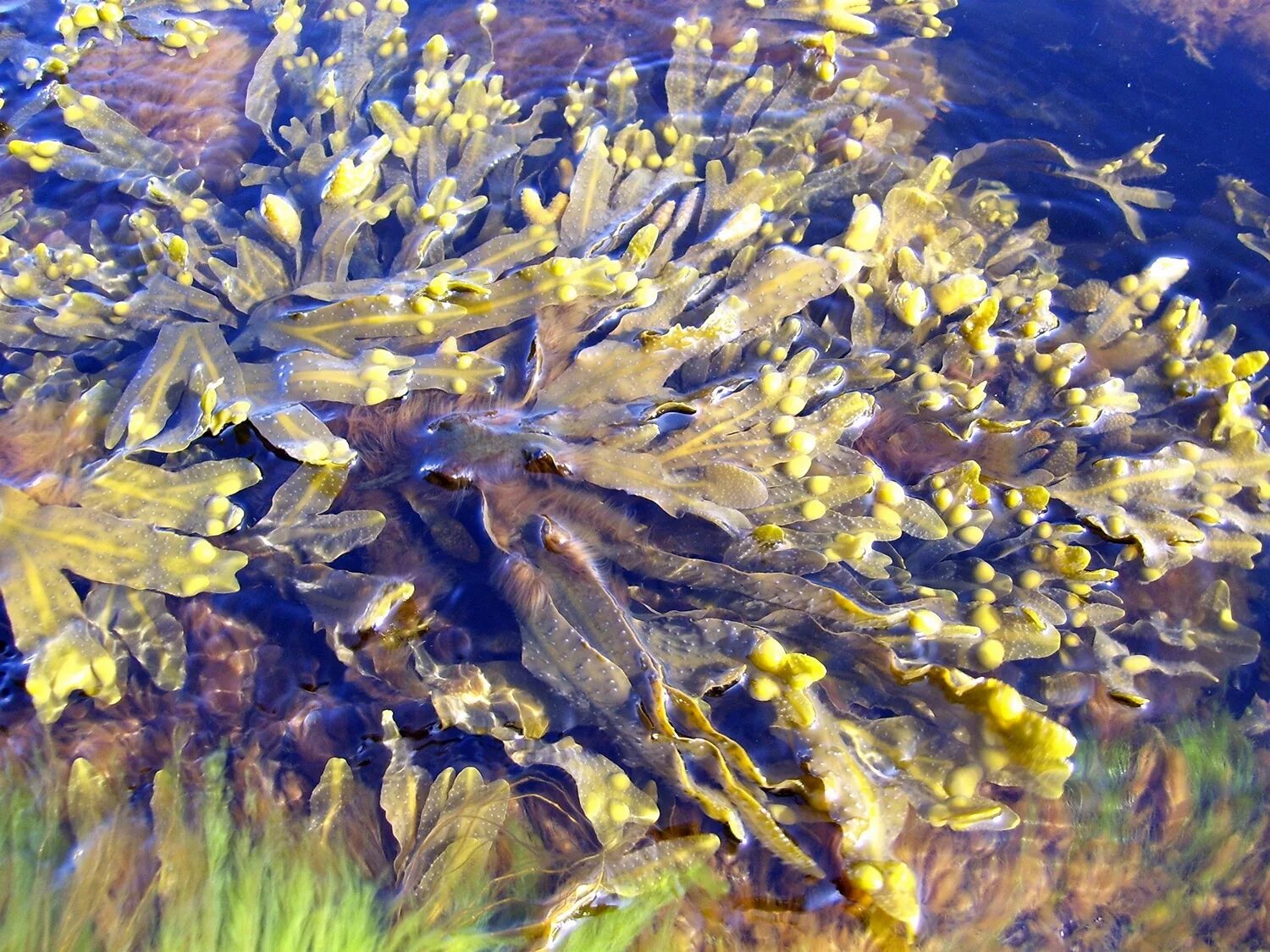 Фукус бурые. Водоросли фукус. Бурые водоросли фукус. Фукус пузырчатый водоросль. Бурая морская водоросль фукус пузырчатый.