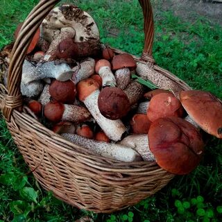 К чему снится собирать красноголовики