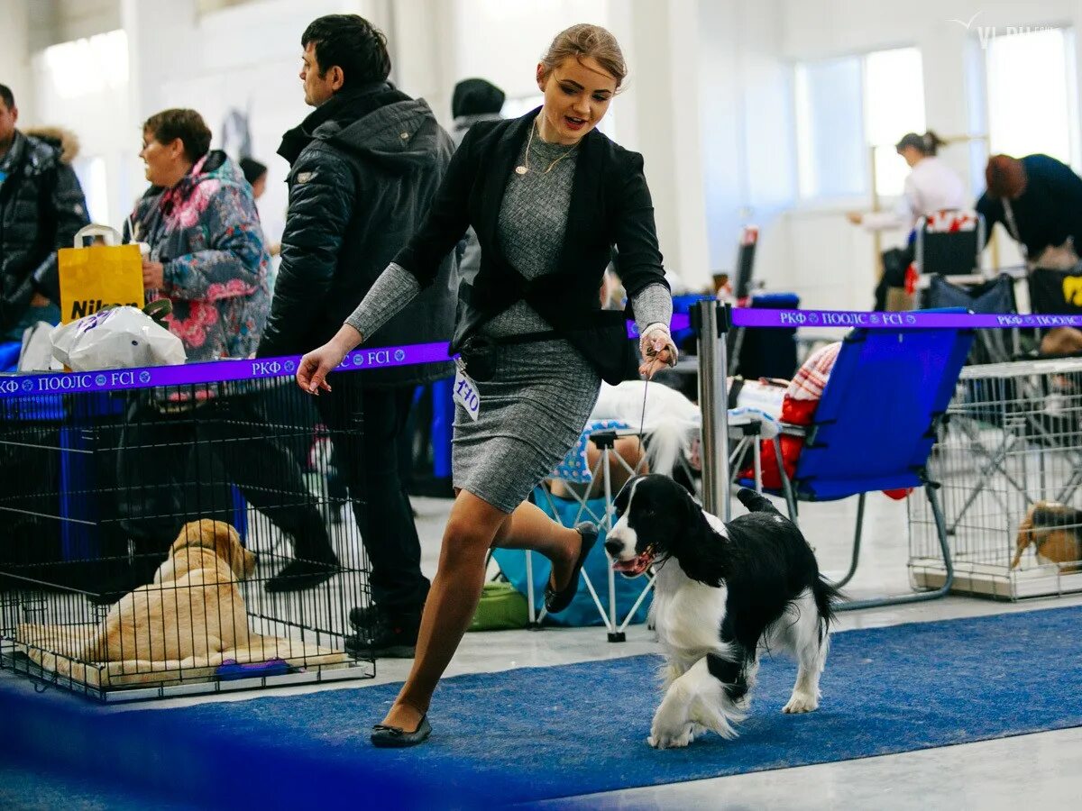 На выставке собак. Выставка собак на улице. Собаки Приморья выставки. Выставки собак Владивосток 2022.