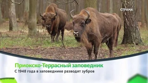 Какое животное охраняется в приокско террасном заповеднике