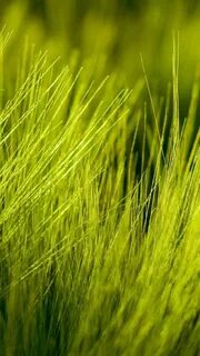 Grass s