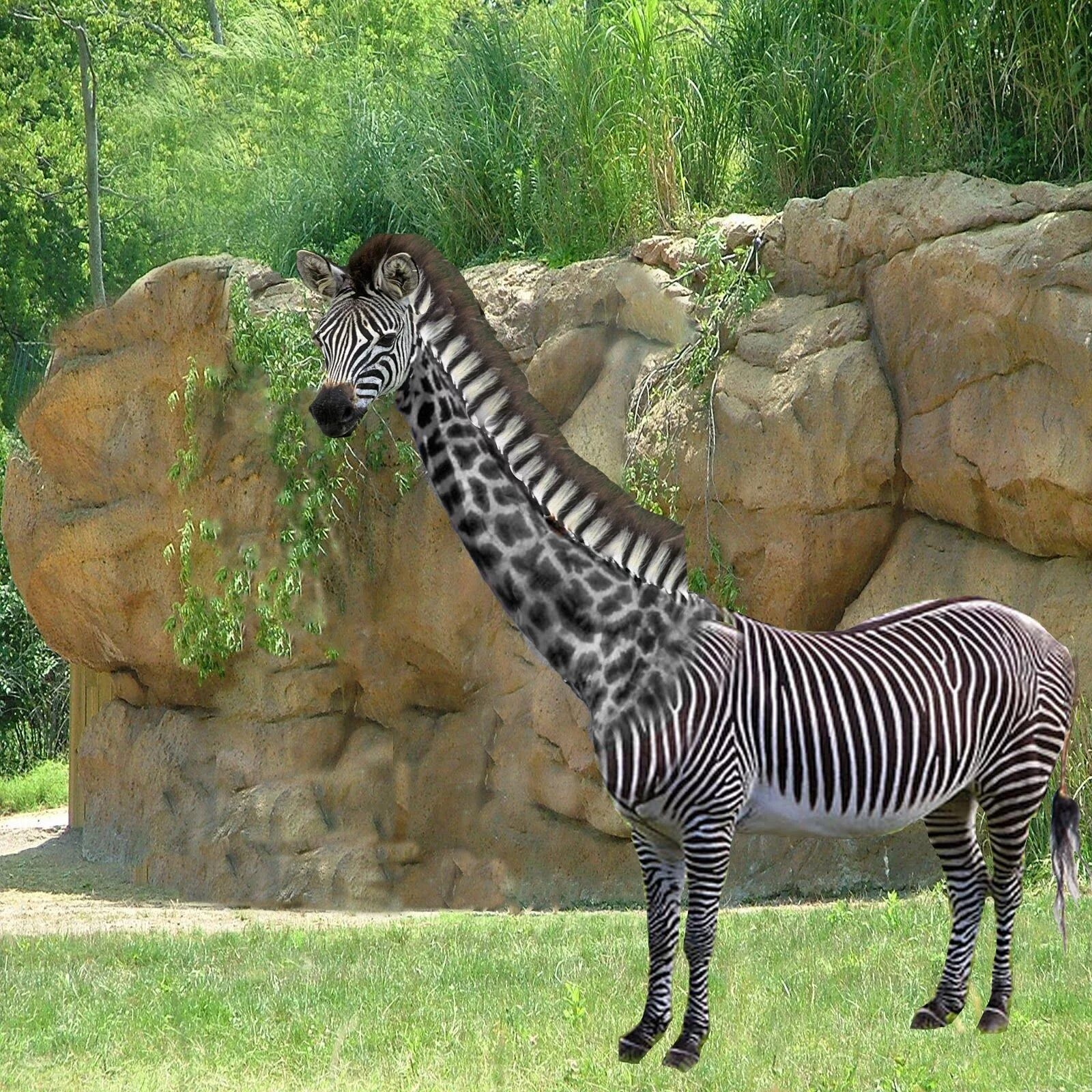 5 Incredible Animal Hybrids That Will Leave You Speechless