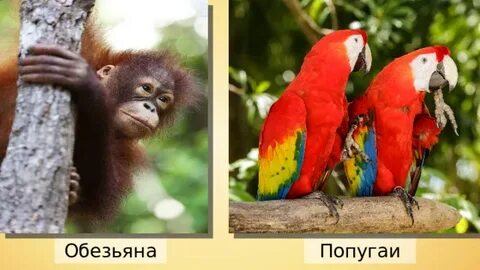 Обезьяна попугай