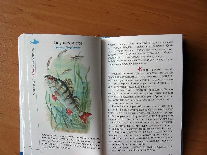 Водоросли мальки рыб окунь. Окунь речной малек. рассказ про окуня. окунь рыба малек. бровкина животные водоема обложка книги.