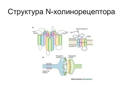 М рецепторы