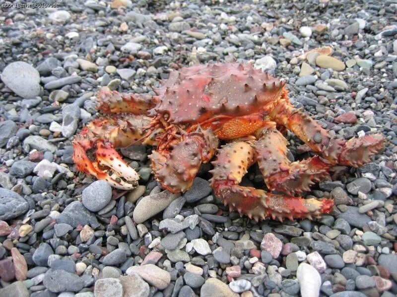 Старый краб. Камчатский краб Охотское море. Крабы Охотского моря. Камчатский краб в Охотском море. Краб Охотский Королевский.