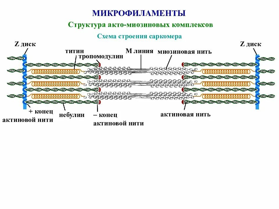 Структура саркомера титин. Мышечная ткань строение саркомера. Схема саркомера миофибриллы мышечного волокна. Строение миофибриллы титин. Миозин мышечной ткани