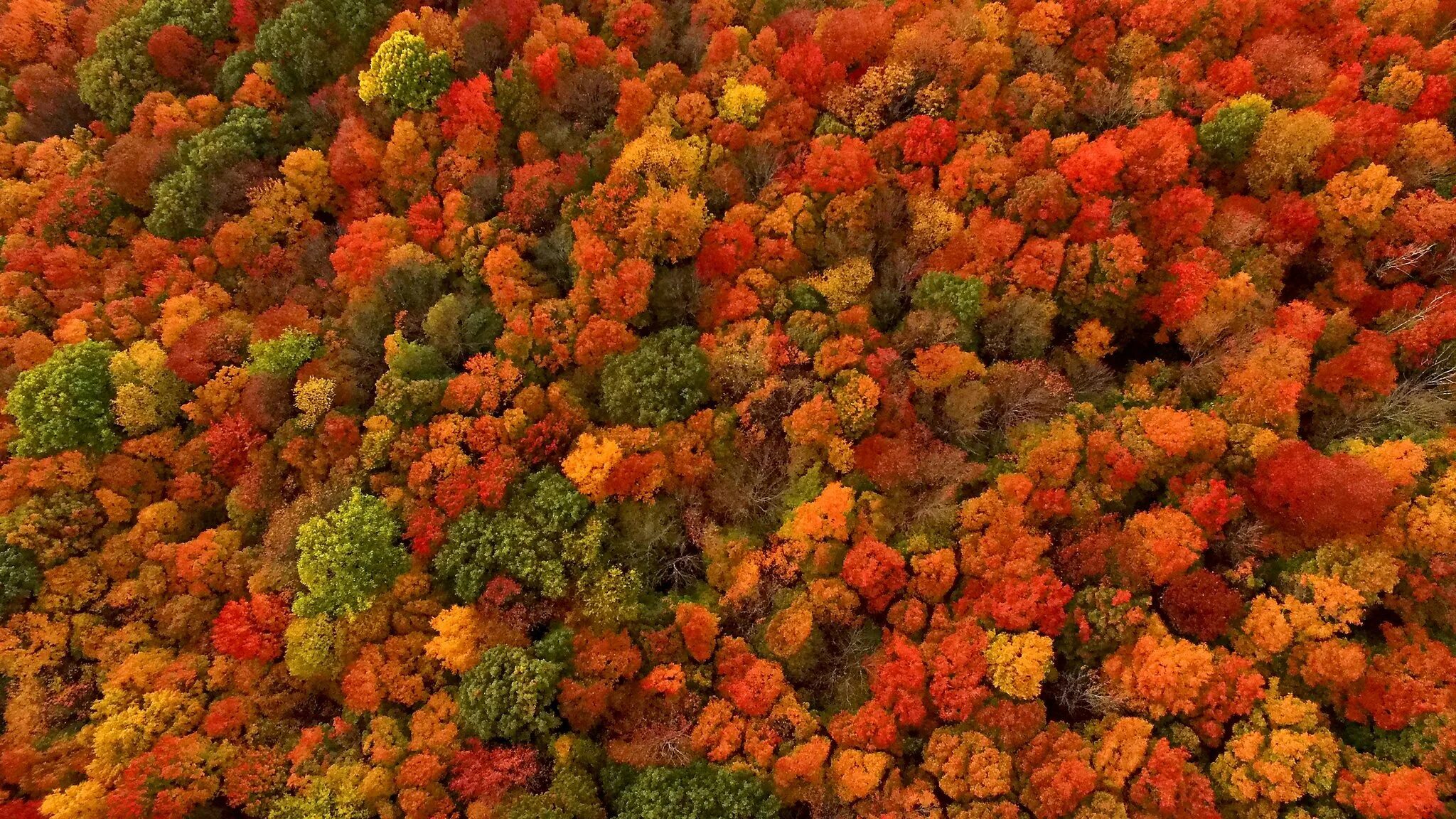 Осенний лес сверху. Лес вид сверху. Осенний лес вид сверху. Красивая осень.