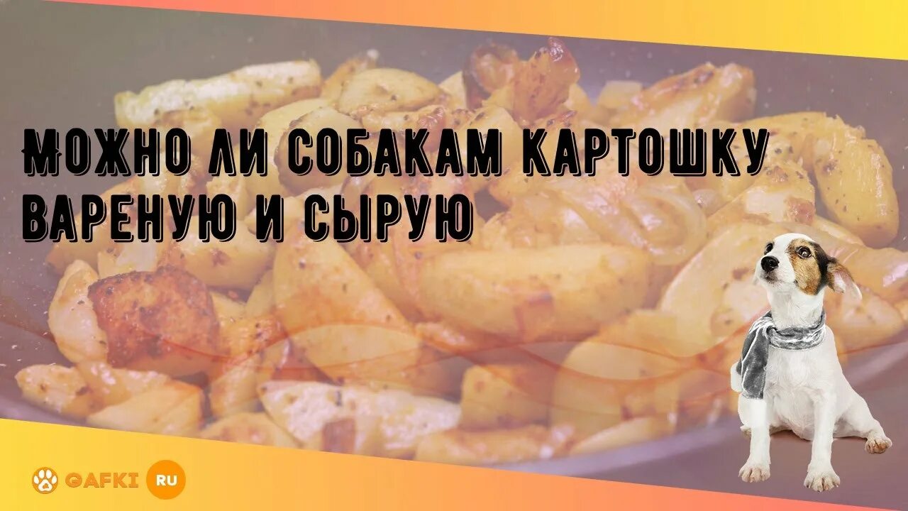 Собака картошка. Собака ест картошку. Можно картофель собаке.