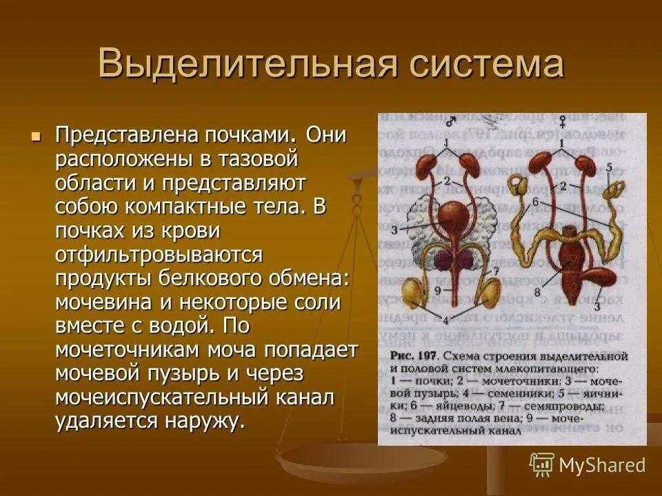 Парные органы выделения. Выделительная система почки. Выделительная система 4 класс. Функции каждого органа выделительной системы. Выделительная система человека биология 5 класс.