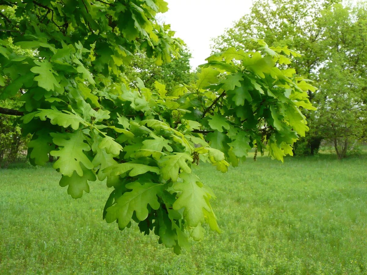 Дерево дуб черешчатый. Дуб черешчатый (quercus robur). дуб черешчатый дубрава. дуб черешчатый (quercus robur l.). дуб черешчатый quercus robur соцветия.