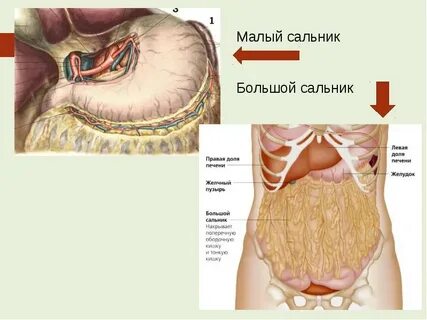 Связки сальника