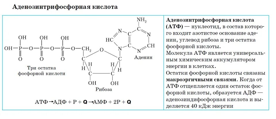 Роль нуклеотидов. Гуанин рибоза и фосфорная кислота. Строение нуклеотида кратко. Рибоза аденин урацил фосфорная кислота. 2 дезоксирибоза аденин и фосфорная кислота.