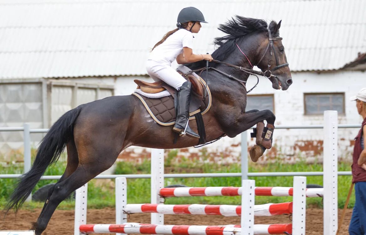 верховая езда соревнования. владимир дашутин конный спорт. верховая езда. конь на соревнованиях. лошадиный спорт.
