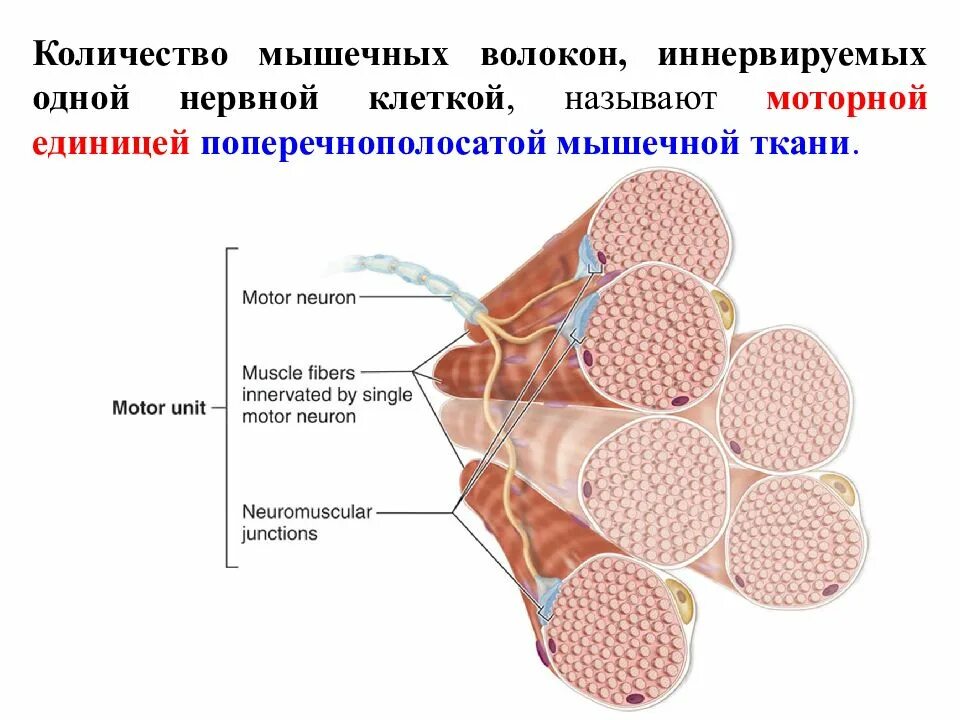 Мышечное волокно это. Ядра мышечных волокон мышцы. Ядро клетки мышечного волокна. Мышечное волокно это клетка. Число ядер в волокне и клетке мышечных тканей.