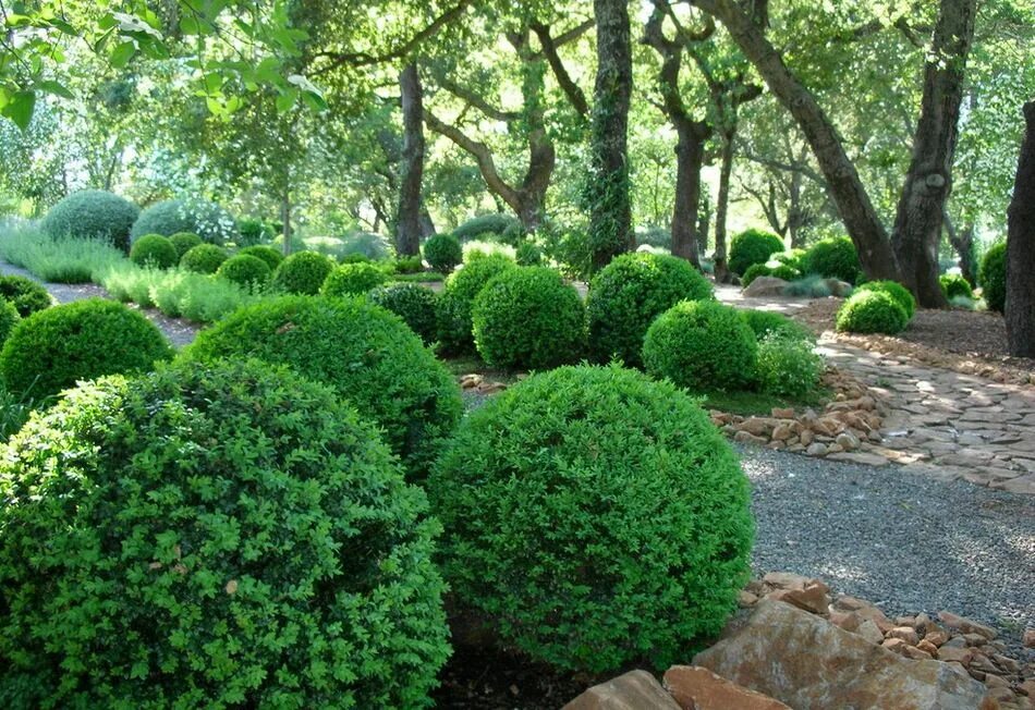 Самшит садовый. Самшит вечнозеленый buxus sempervirens. Вечнозеленый кустарник самшит. Самшит ауреа. Самшит садовый.