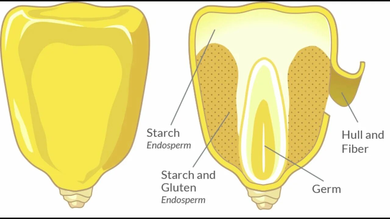 Строение семени зерновки кукурузы. Строение зерновки кукурузы. Структура зерновки кукурузы. Строение семени кукурузы биология.
