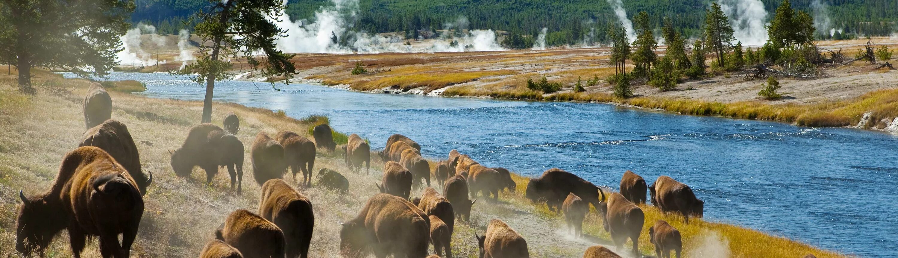 Национальный парк 2 класс. Заповедники Северной Америки Йеллоустоун. Yellowstone заповедник. Йеллоустоун животные. Животные в Йеллоустонском национальном парке.