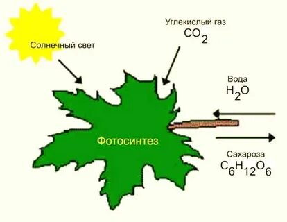 Какой газ поглощается при фотосинтезе