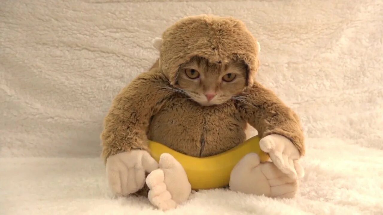 Обезьяна и кот. Кот в костюме обезьяны. Костюм обезьянки для кошек. Милота обезьянка. Обезьяна и котенок.