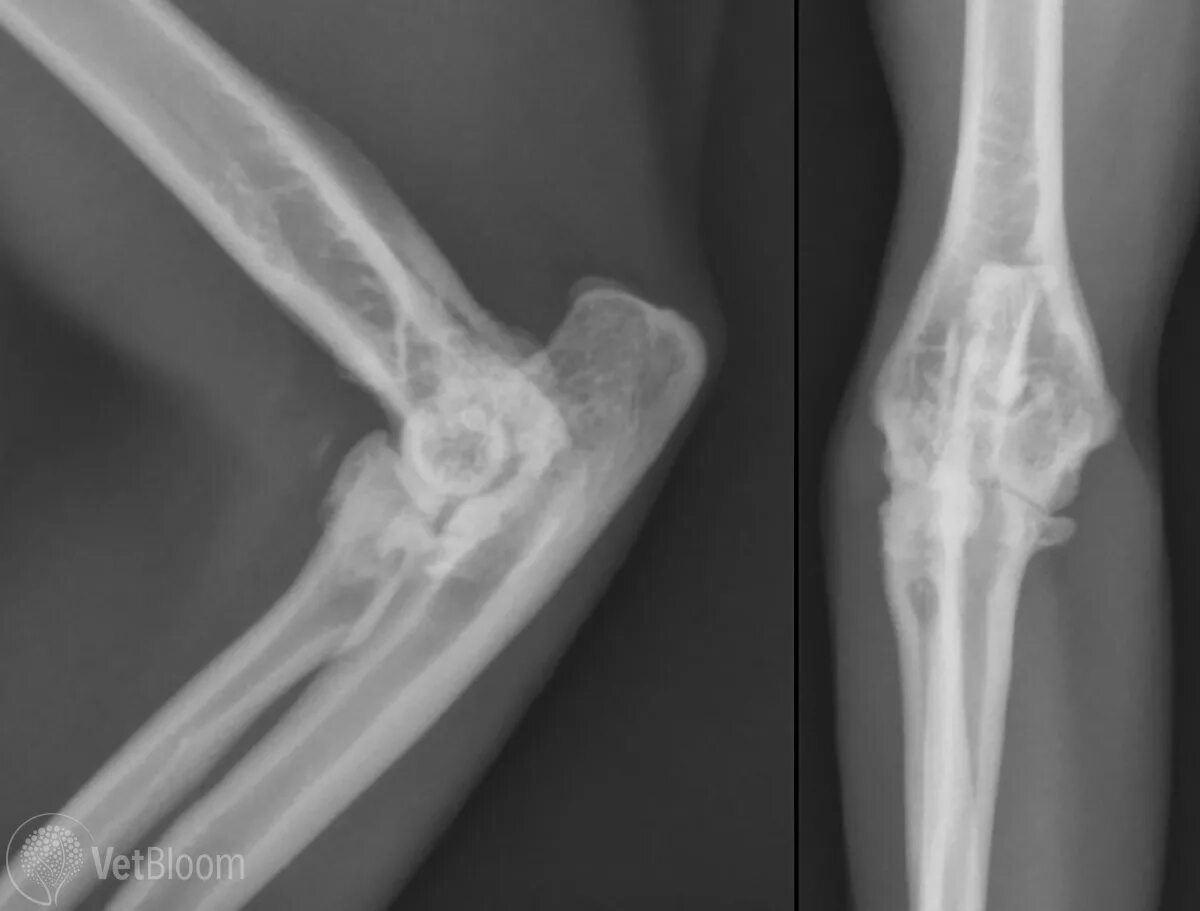 Снимок коленного сустава собаки. Заплюсневый сустав собаки рентген. Артроз сустава у собаки. Локтевой сустав собаки рентген норма. Рентген коленного сустава собаки норма.
