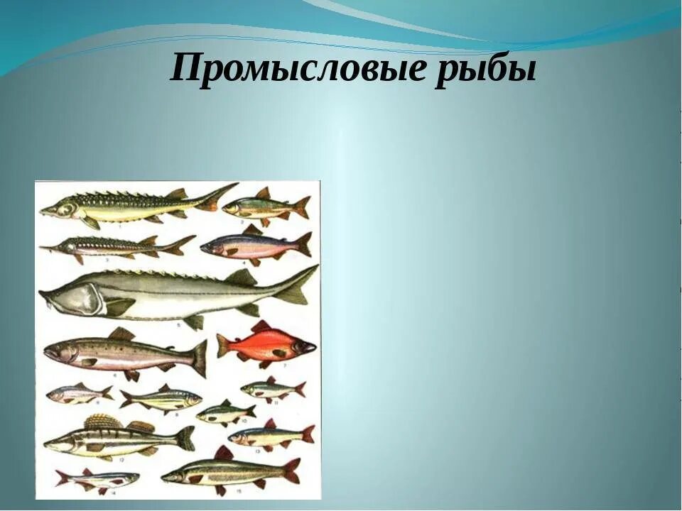 Промысловые группы рыб. Промысловые рыбы. Представители промысловых рыб. Промысловые рыбы России. Название промысловых рыб.