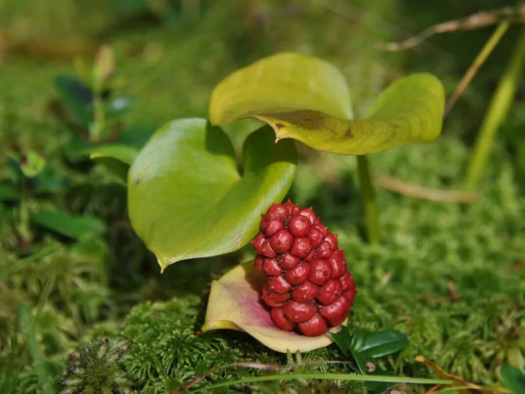 Белокрыльник боло́тный. Белокрыльник болотный ягода. Белокрыльник болотный ядовитый. Белокрыльник болотный ядовитое растение.