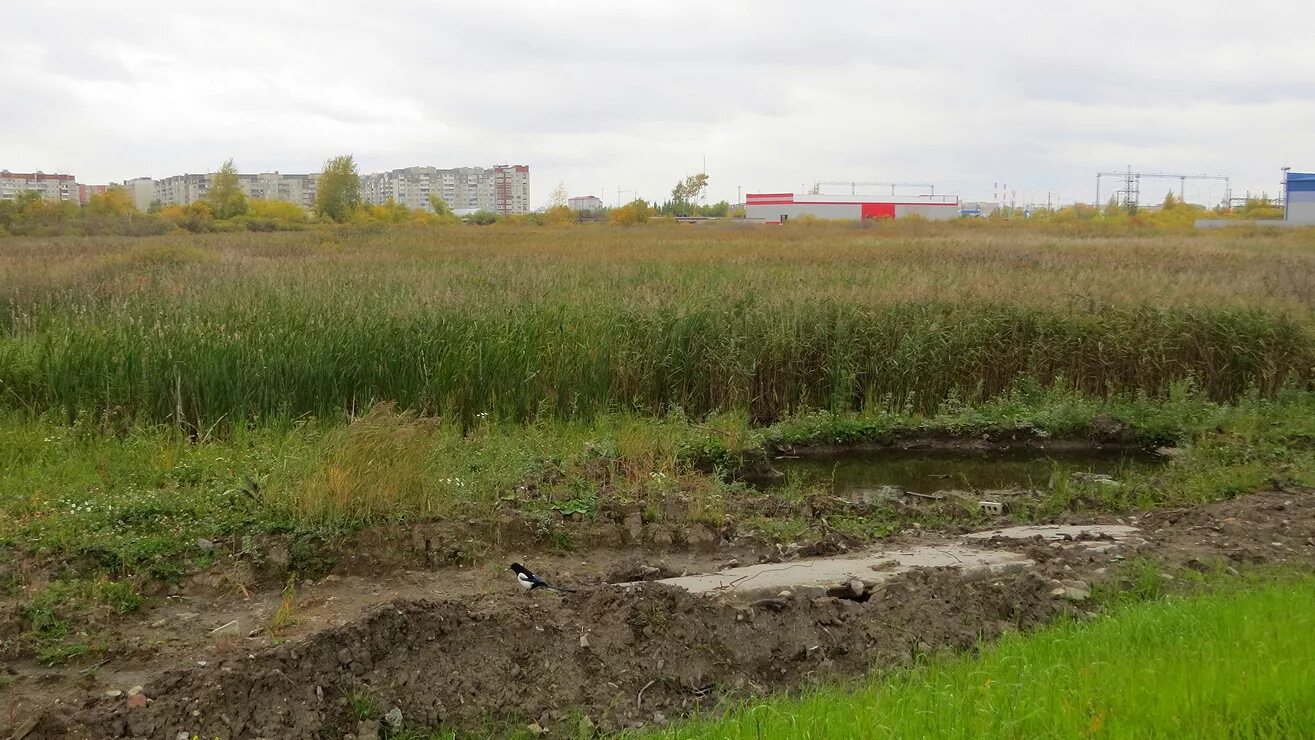 Тюменской болота. Болото Приузолье Городецкого района. Щепкино болото Зеленоград. Болото светлое Тюмень. Попово болото Тула.