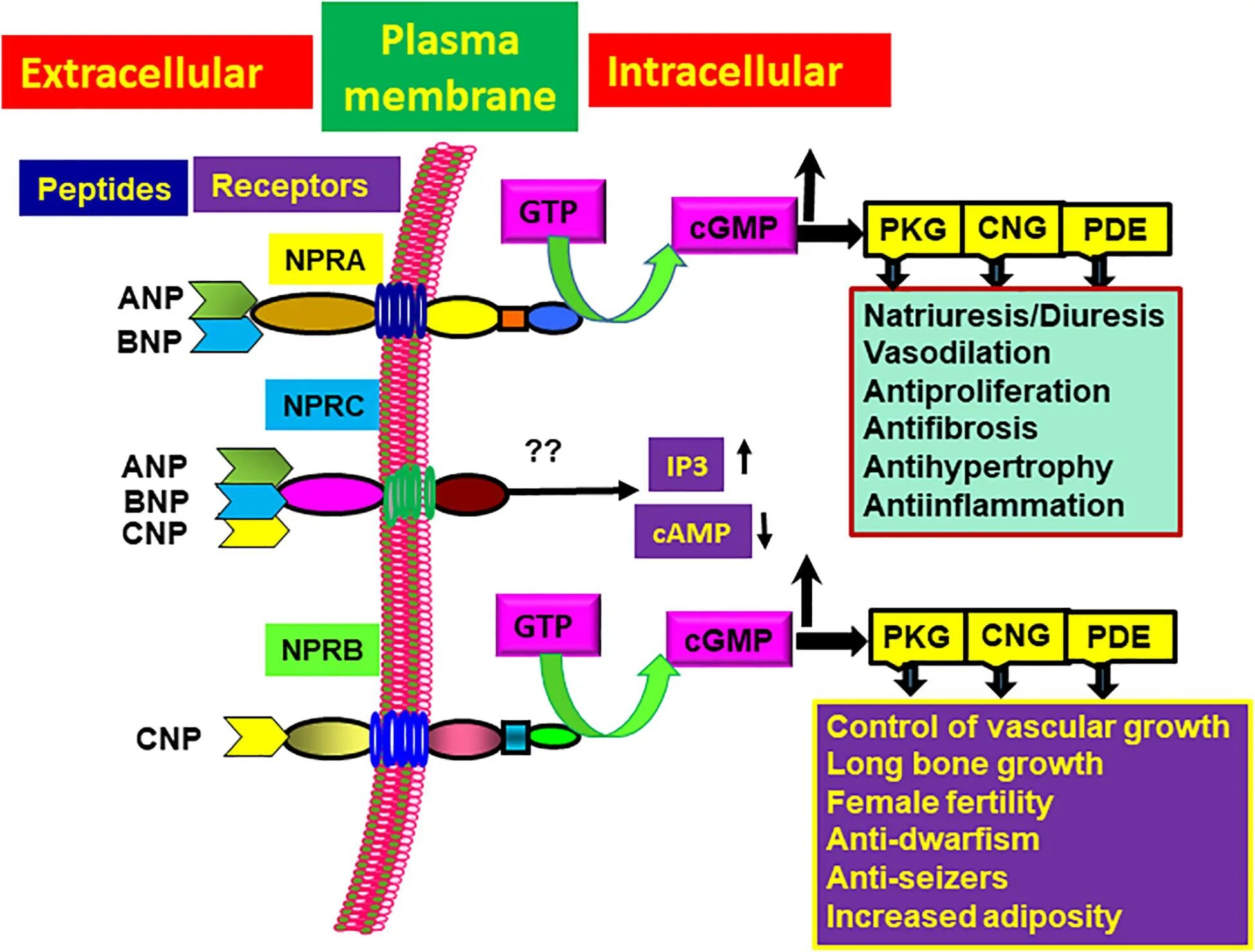 Анализ натрийуретический пептид 32 мозга. Natriuretic Peptide receptors. ANP BNP. Натрийуретический пептид физиология. Рецептор к BNP.