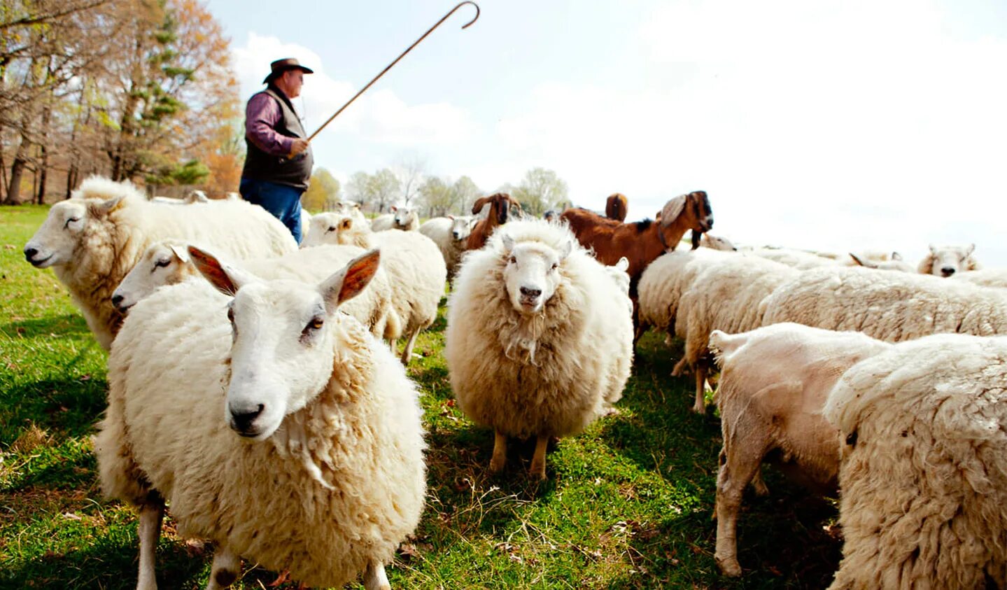 Пасу овечек. Пастух с овцами. Пастух с баранами. Пастух пасет овец. Пасти овец.