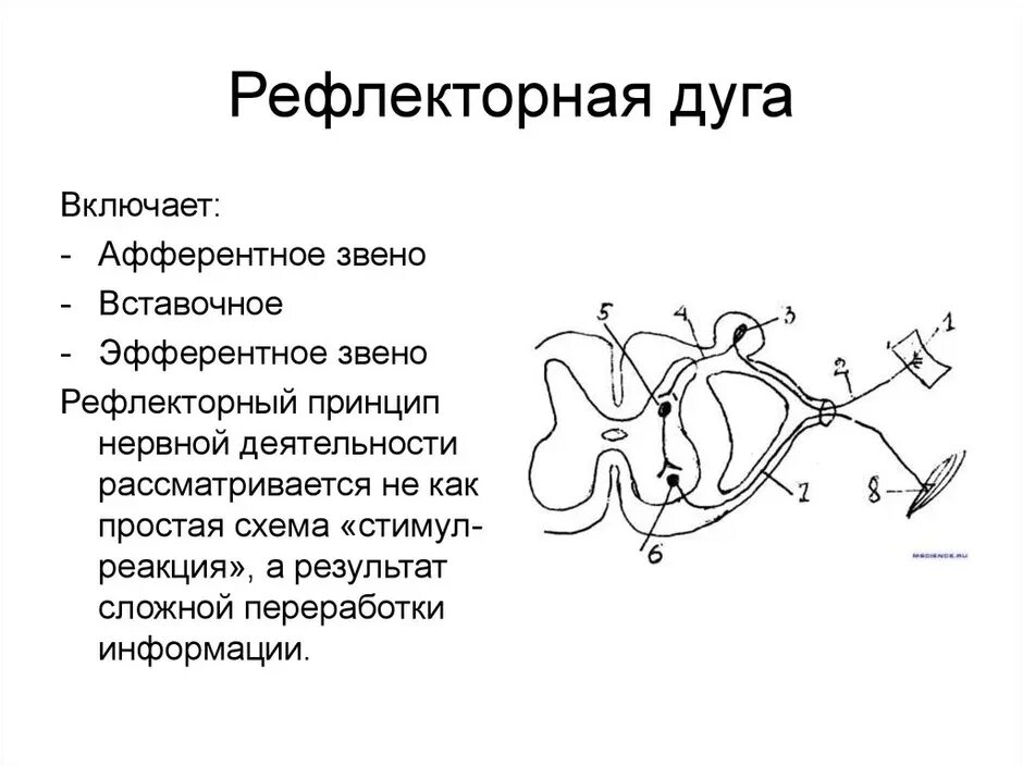 Структура рефлекторной дуги схема. Двухнейронная рефлекторная дуга. Общая схема рефлекторной дуги рисунок. Элементы рефлекторной дуги схема.