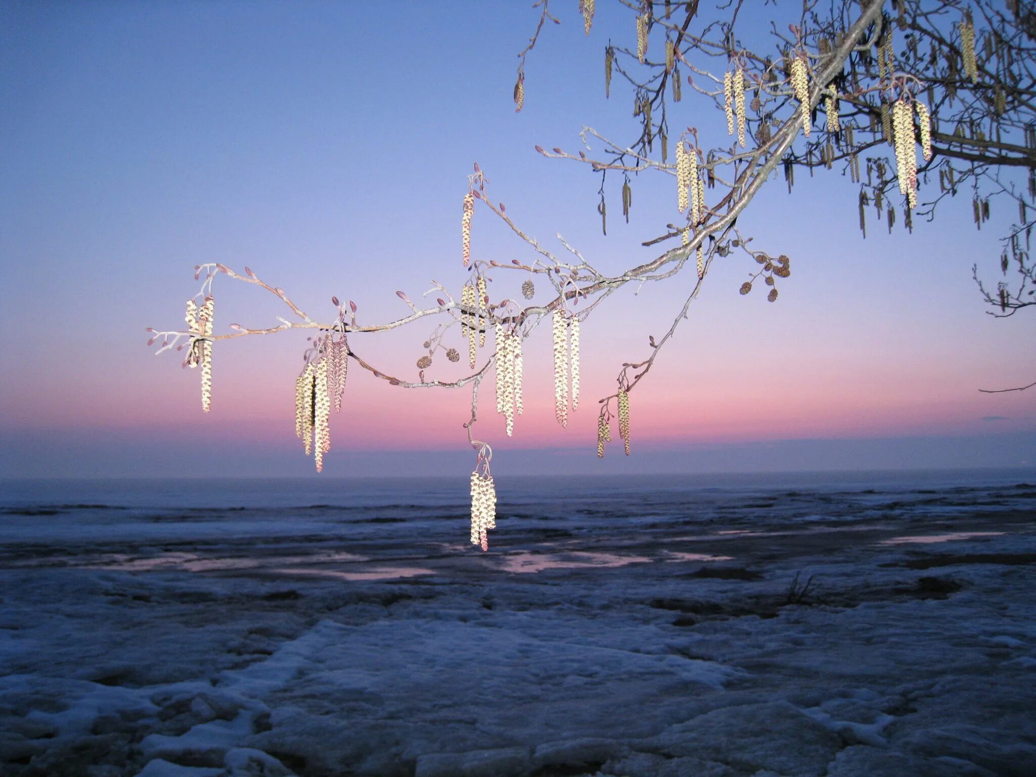 Весенний ветер предложение. Весенний закат.