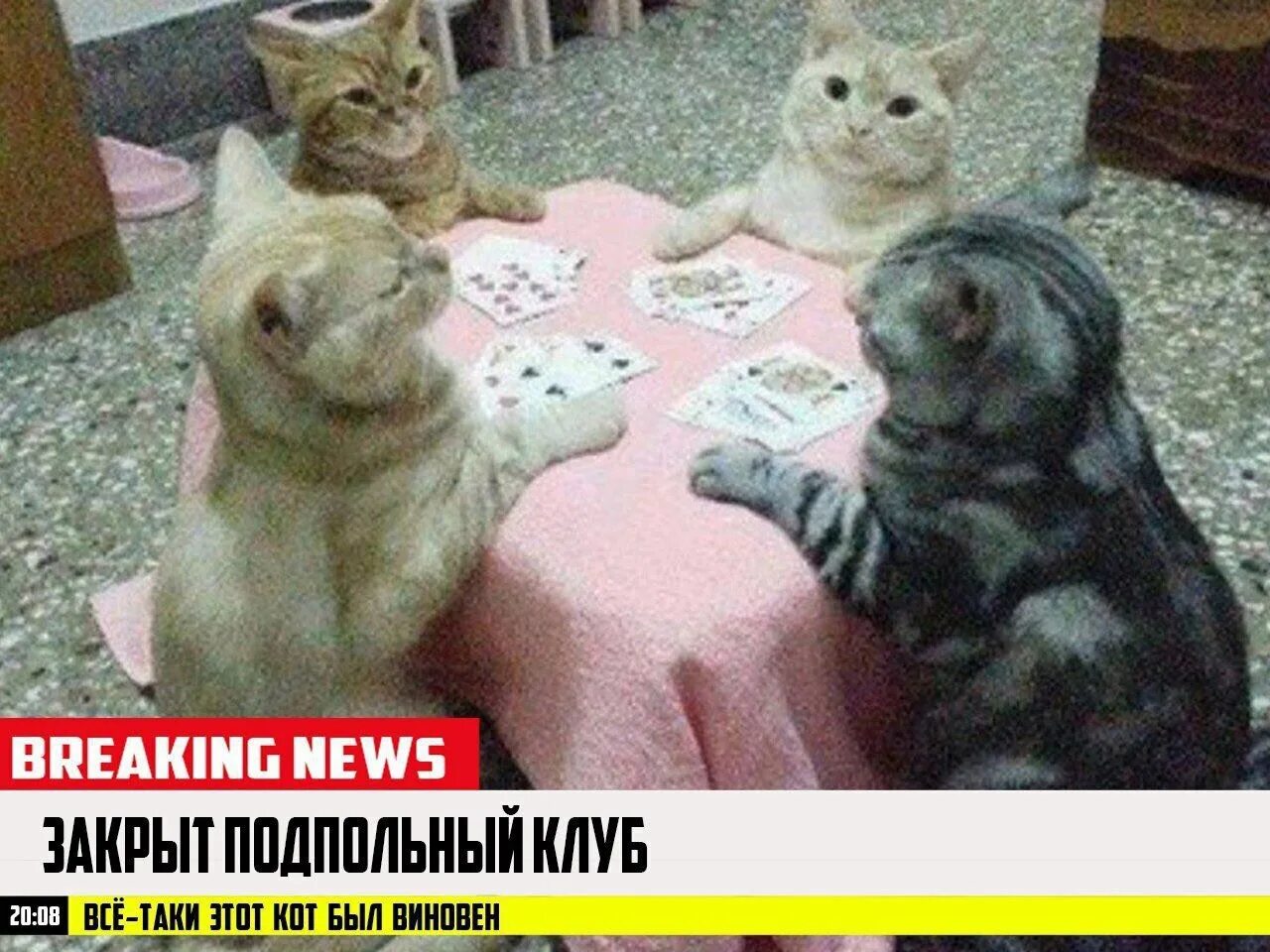 Возьми в лапки. Котики. Котиков Breaking News. Кот новости Мем. Breaking News с животными.