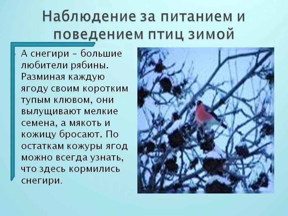 Наблюдение за птицами. Наблюдение за птицами зимой. Поведение зимующих птиц. Поведение птиц осенью и зимой.