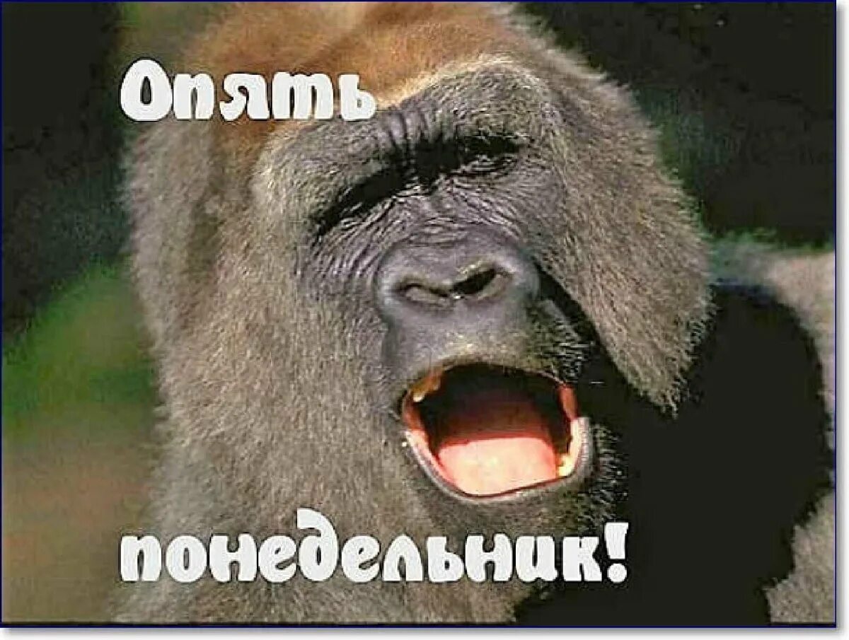 Анекдот про хочу в париж. Анекдот про матрас. Мем снова. Никогда не было и вот опять мем. Опять шутка.