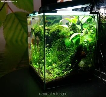 Креветочник