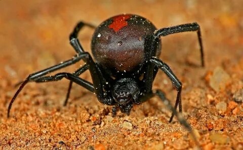 Red back