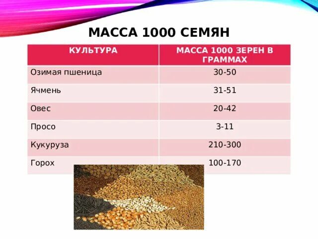 Вес 1 зерна. Масса 1000 семян озимой пшеницы в граммах. Сколько весит 1000 зерен пшеницы. Масса 1000 семян зерновых культур. Как рассчитать массу 1000 семян пшеницы.