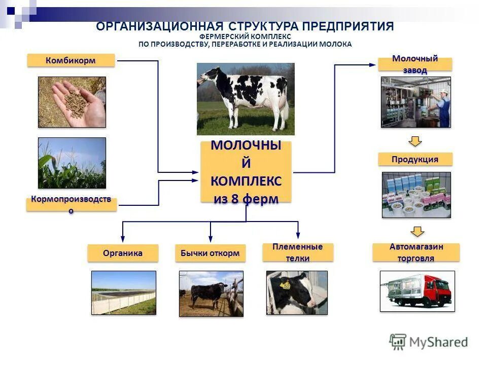 Организационная структура животноводческой фермы. Организационная структура КФХ схема. Структура фермерского хозяйства. Организационная структура молочной фермы. Органы управления сельским хозяйством