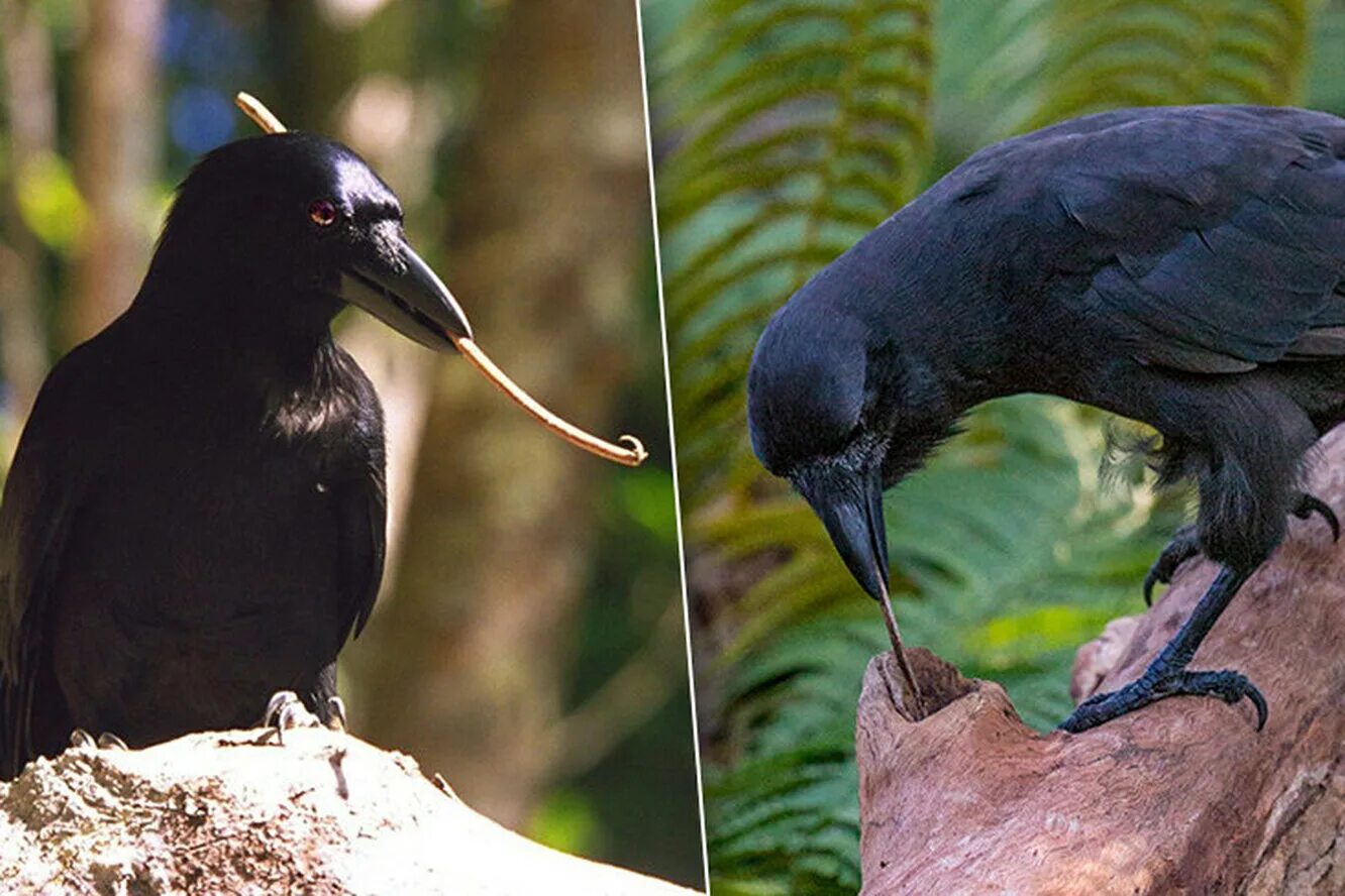 Новокаледонский ворон. Вороны Corvus moneduloides. Новокаледонская ворона. Новокаледонский ворон интеллект. Новокаледонские вороны