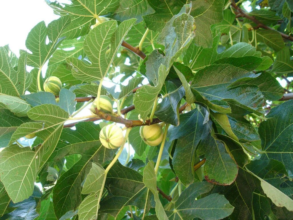 Фиговое дерево название. Инжир фиговое дерево. Ficus carica дерево. Фикус Карика. Фикус Карика инжир вариегатный.