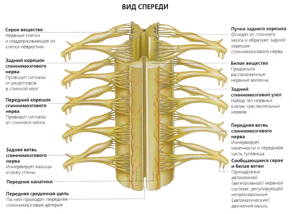 Корешки спинномозговых нервов анатомия. Спинно мозговые нервы анатомия. Строение позвоночника с нервными корешками.