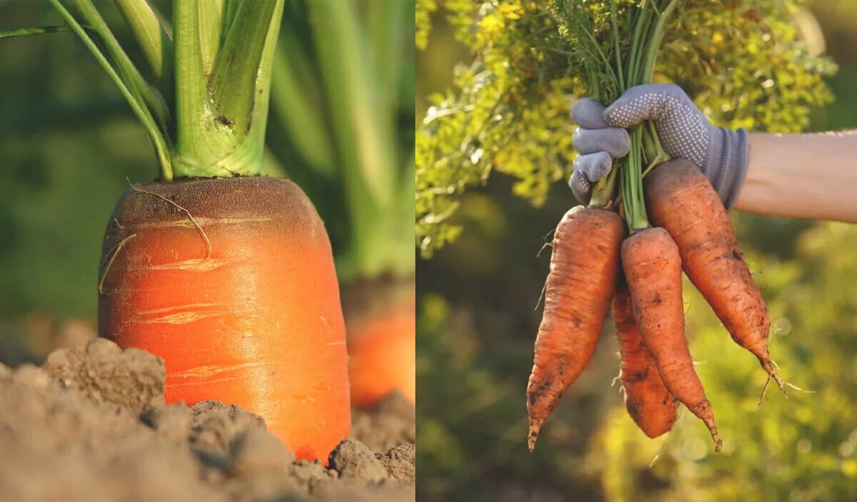 Какую почву любит морковь. Морковка на грядке. Урожай моркови. Морковь выдергивают.