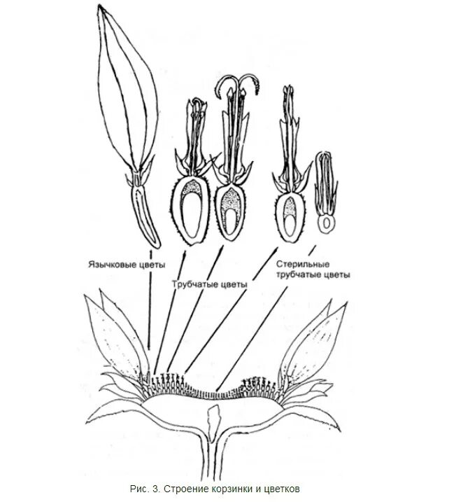 Трубчатый тип цветка. Строение соцветия подсолнечника. Строение цветков подсолнечника. Строение плода подсолнечника. Подсолнечник однолетний строение.