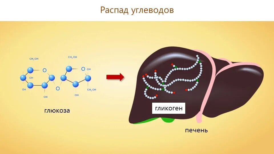 Какой углевод в печени