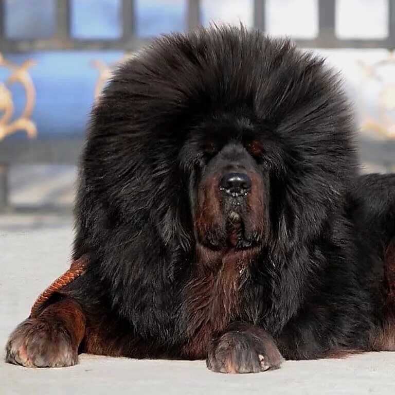 Сколько стоят большие собаки. Тибетский мастиф. Собака тибетский мастиф. Тибетский тибетский мастиф. Собаки породы тибетский мастиф.