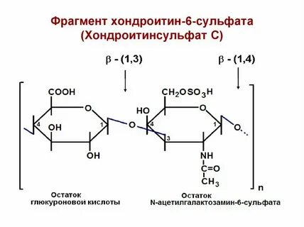 Хондроитин сульфат биологическая роль