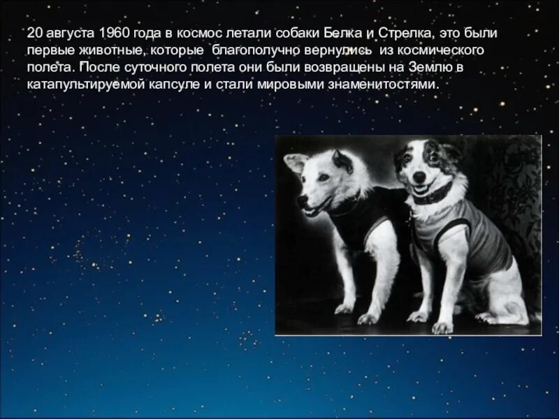 Как звали первую собаку побывавшую в космосе. Животные которые летали в космос. Собаки летали в космос. Имена собак летавших в космос. Клички собак летавших в космос.