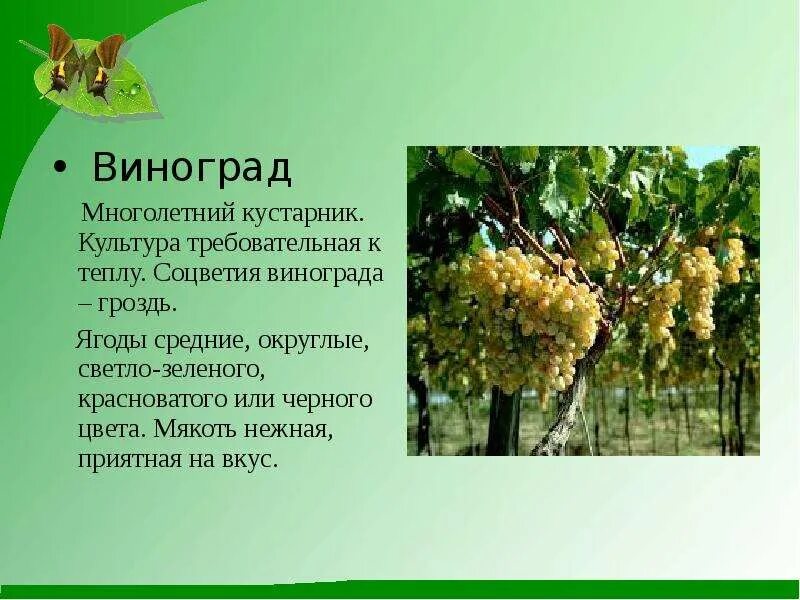Семейство виноградовые. Цветы и виноград. Семейство виноградовые. Виноград ред глоб. Виноград что это фрукт или.